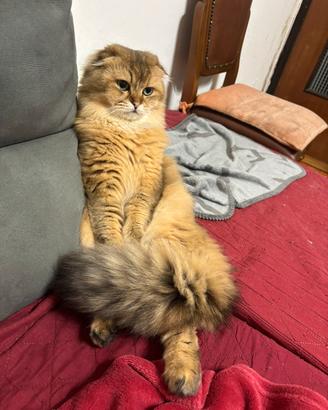 Scottish fold highland per accoppiamento