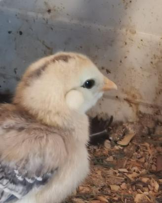 Pulcini marans e araucana