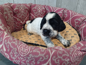 Cocker Spaniel Maschio bianco e nero