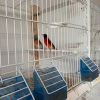 Cardinalini del Venezuela