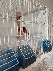 Cardinalini del Venezuela