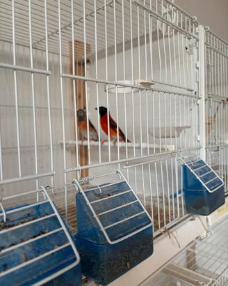 Cardinalini del Venezuela