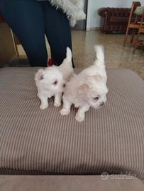 Maltese