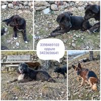 Cani incrocio svezzati