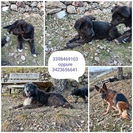 Cani incrocio svezzati