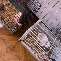 Coniglio ariete nano