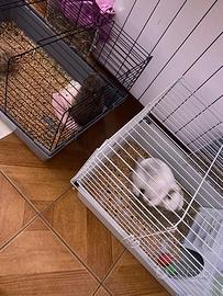 Coniglio ariete nano