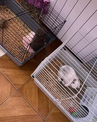 Coniglio ariete nano