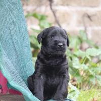 Riesenschnauzer schnauzer gigante