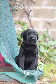 Riesenschnauzer schnauzer gigante