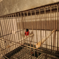 Cardinalini del Venezuela