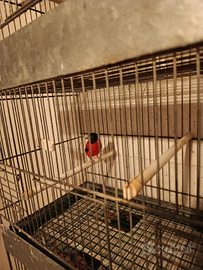 Cardinalini del Venezuela