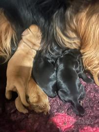 Cuccioli di cocker spaniel inglese
