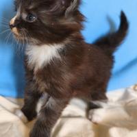Maine Coon maschio bianco e nero - Phoenix
