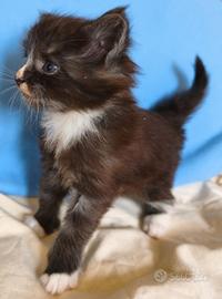 Maine Coon maschio bianco e nero - Phoenix