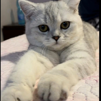 British shorthair