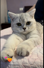 British shorthair