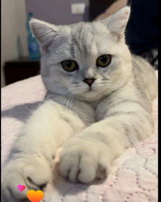British shorthair