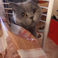 Shorthaircipria 3 mesi anche cioccolato