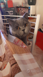 Shorthaircipria 3 mesi anche cioccolato