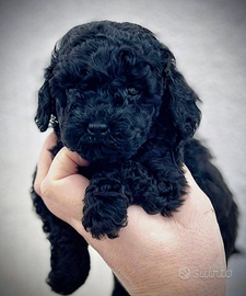 Barboncini mini mini Toy neri