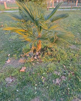 Piante di Palma 
