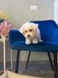Cucciolo maltese coreano mini