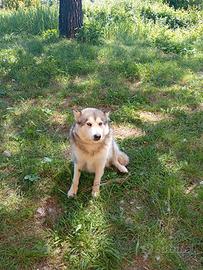 Alaskan Malamute