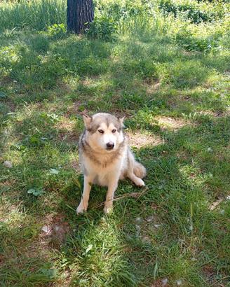 Alaskan Malamute