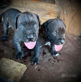 Cuccioli cane corso