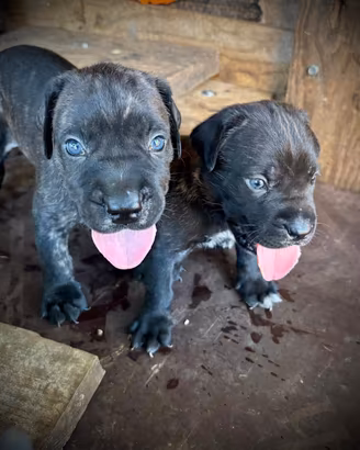 Cuccioli cane corso