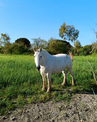SARDEGNA~ Cavalla Percheron TPR