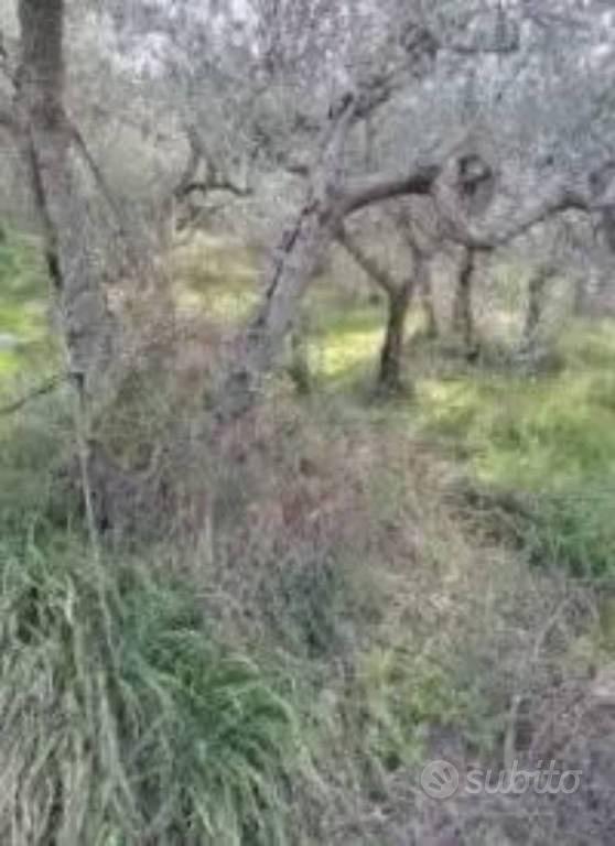 Immobile in asta di 7490 m² a Spello - Vista 4