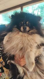 Spitz pomerania per monte
