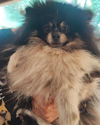 Spitz pomerania per monte