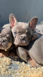Cuccioli di bulldog francese