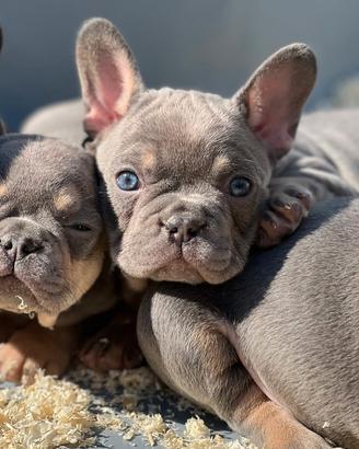 Cuccioli di bulldog francese