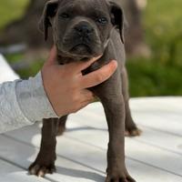 Cane Corso