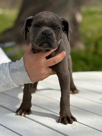 Cane Corso