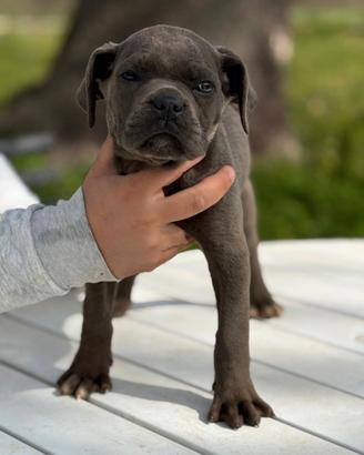 Cane Corso
