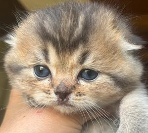 Gatto Schottis Fold cucciolo