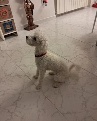 Cane Barboncino toy VENDUTO