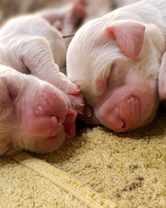 Cuccioli setter inglese