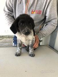 Strepitosi cuccioli incrocio maremmano