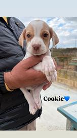 Cucciolo in adozione