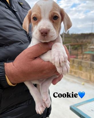 Cucciolo in adozione