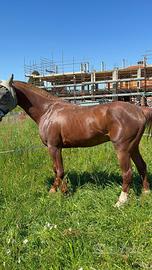 Cavallo da endurance