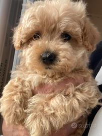 Maltipoo