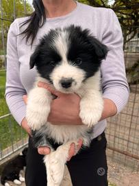 Cuccioli di border collie con pedigree