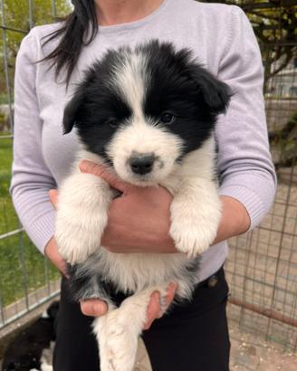 Cuccioli di border collie con pedigree